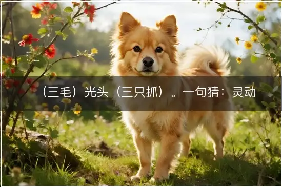 （三毛）光头（三只抓）。一句猜：灵动跳跃。提供：（八）猜打一生肖指打代表最佳生肖,释义成语精选答释